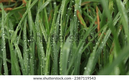 dew on grass in the morning