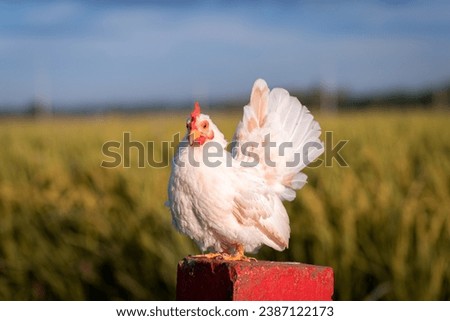 This is a Serama chicken. They are very gentle, small, and friendly. I have been raising them for 3 years, and I think they are a breed that you should collect and preserve.