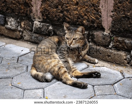 Cats are mammals in the Felidae family, originating from Siberian tigers. Which has a body span from the nose to the tip of the tail about 40 centimeters long. Cats that are raised at home. Royalty-Free Stock Photo #2387126055