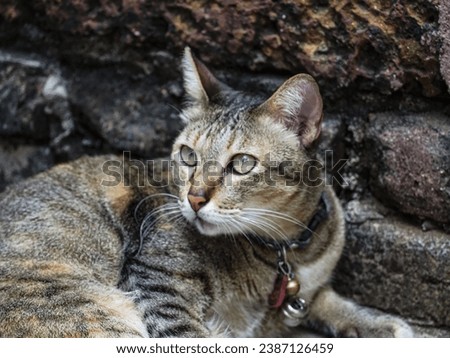Cats are mammals in the Felidae family, originating from Siberian tigers. Which has a body span from the nose to the tip of the tail about 40 centimeters long. Cats that are raised at home. Royalty-Free Stock Photo #2387126459