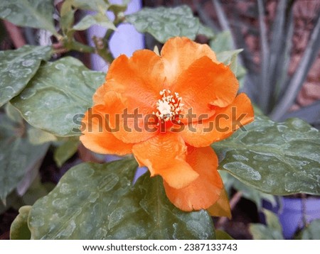 Pereskia bleo is a leafy cactus, native to the shady, moist forests of Central America, which grows into a woody, thorny shrub about 2 m tall with large orange flowers resembling roses.