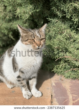 A cat waiting in Turkey.