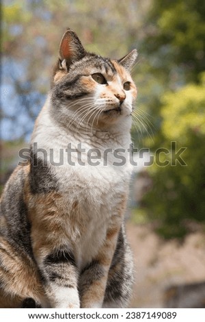 calico cat basking in the warm sunlight. This adorable feline captures the essence of joy and curiosity. Perfect for pet lovers and cat enthusiasts. Royalty-Free Stock Photo #2387149089