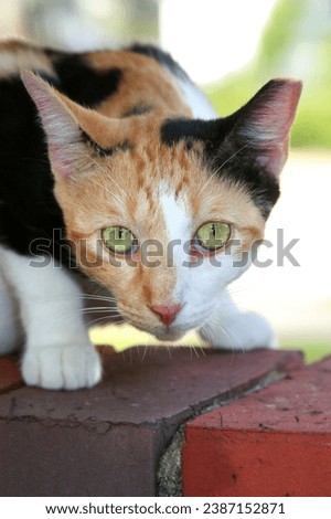 calico cat basking in the warm sunlight. This high quality image captures the felines playful demeanor and stunning coat patterns, making it an ideal addition to your creative projects.