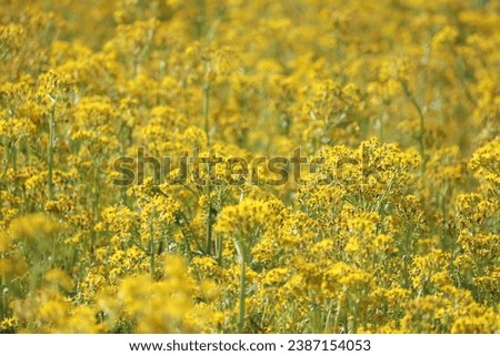 Solidago Goldenrod herbaceous perennials aster family meadows prairies woodlands thickets swamps North America healing properties Native Americans medicinal purposes