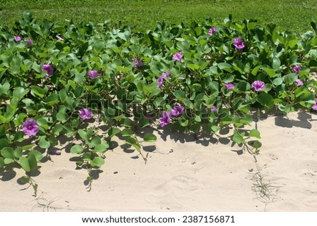 Photo of fresh green botanical wild natural plants growing and  taking over the sand from the beach under a nice sunny weather day by the sea or ocean