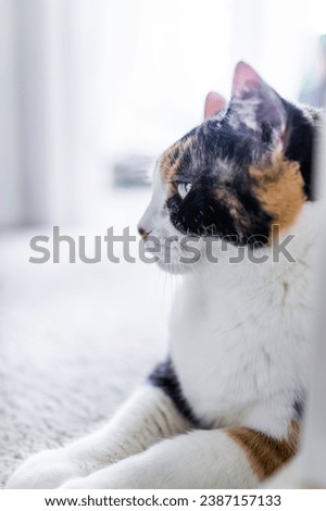 calico feline, showcasing a beautiful splash of colors in its fur. The intricate blend of orange, black, and white patches creates a visually striking image that exudes warmth and charm