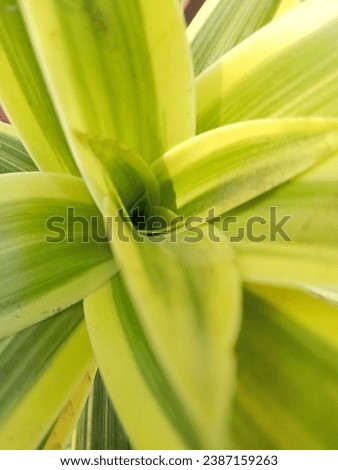 Unfocused on Variegated Dracaena plant seen up close.