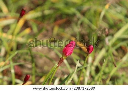 field of red flowers photo
