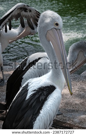 Picture of Great White Pelicans (Pelecanus Onocrotalus) with green water background. Animal wildlife picture with no people