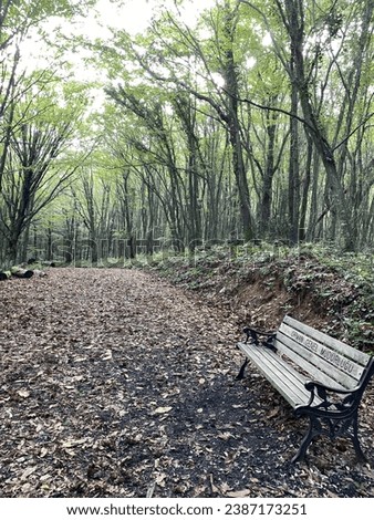 A bench in the forest Royalty-Free Stock Photo #2387173251