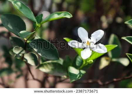 jasminum sambac tree with fresh green leaf