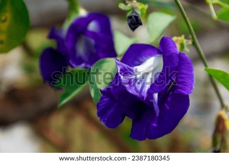purple Clitoria ternatea photograph with blurred background
