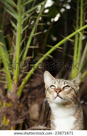 Cat in a nature scene