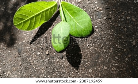 green leaf background Light and shadow that fall Use it as a background, screen saver, or as space for text.