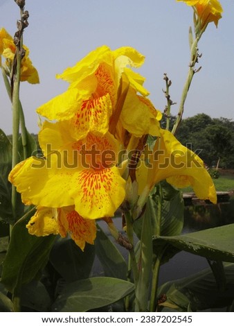Beautifully clicked picture of the Canna 'Yellow King Humbert' flower. These are lovely yellow coloured plants that have bell shaped structure. They are very beautiful and attractive in nature.