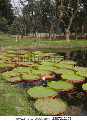 Beautifully clicked picture of the amazon water Lilly or the Victoria amazonica. These are extremely large plate shaped leaves that have enormous weight carrying capacity.They grow in ponds and rivers