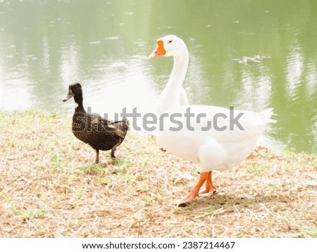 Beautifully clicked picture of mother duck and baby ducklings. They are water birds with stark white body colour and yellow beak. There is also a black coloured black baby duck roaming in the wild. 