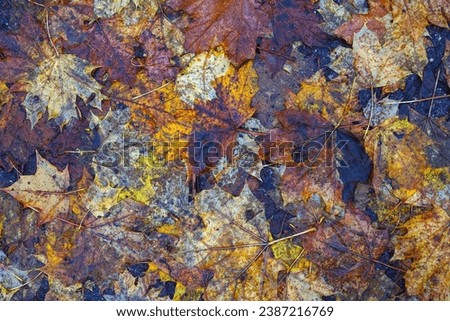 Autumn leaves on a wooden background. Selective focus. nature.