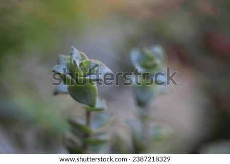 Callisia repens Turtle Vine green leaf blur background close up beautiful plant small