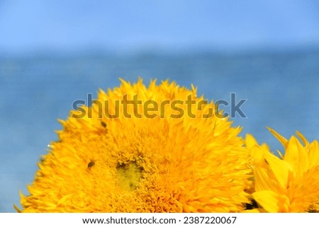Beautiful and bright flowers in a flowerbed, suitable for a background or screensaver. Many colorful flowers.