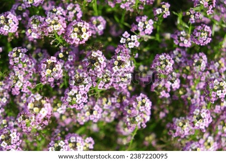 Beautiful and bright flowers in a flowerbed, suitable for a background or screensaver. Many colorful flowers.