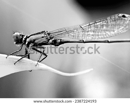 black and white photo of a dragonfly on a leaf