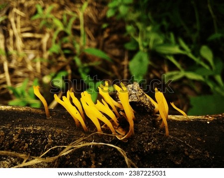 Golden Yellow coral mushroom, coral fungus - Ramaria aurea Royalty-Free Stock Photo #2387225031