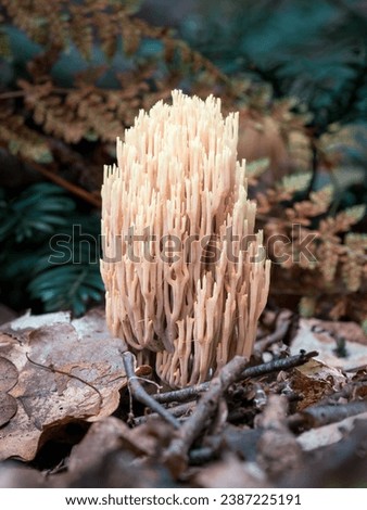 Ramaria stricta, commonly known as the strict-branch coral is a coral fungus of the genus Ramaria.  Royalty-Free Stock Photo #2387225191