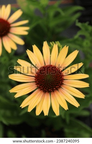 Echinacea purpurea 'Evening Glow', red coneflower with yellow blossoms Royalty-Free Stock Photo #2387240395