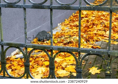 
A metal fence through which you can see yellow autumn tree leaves lying on the ground