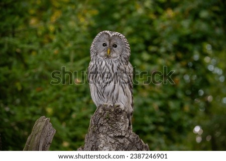 The Ural owl (Strix uralensis) is a large nocturnal owl. Royalty-Free Stock Photo #2387246901