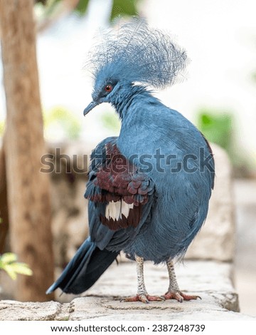 Victoria Crowned Pigeon, bluish-grey with elegant blue lace-like crests, maroon breast and red irises. Part of a genus (Goura) of four unique, very large, ground-dwelling pigeons native to New Guinea Royalty-Free Stock Photo #2387248739