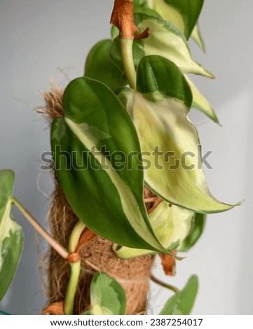 Philodendron cream splash adds vibrancy through its hues of green that elegantly form an abstract pattern on the leaves