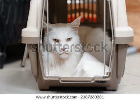 big white beautiful Maine coon cat lying in carrier, cat transportation concept