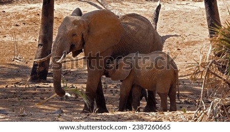 African Elephant, loxodonta africana, Mother and Calf Suckling, Samburu Park in Kenya