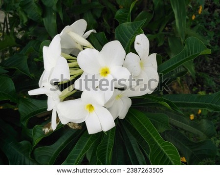 A group of beautiful white Plumeria Pudica Frangipani flowers against a background of green leaves.