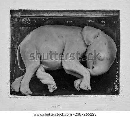 Preserved Elephant Foetus behind Glass Royalty-Free Stock Photo #2387265223