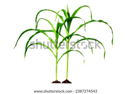 Picture of 2 corn plants. The process of growing sweet corn is realistic in design until the first planting process