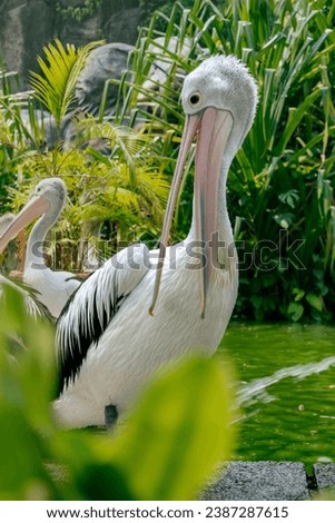 Picture of Great White Pelicans (Pelecanus Onocrotalus) with green environtment background. Animal wildlife picture with no people