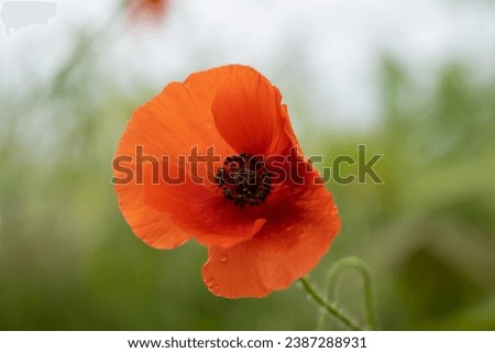 detailed close-up a bright red poppy (Papaver rhoeas) flower growing wild, Wiltshire UK