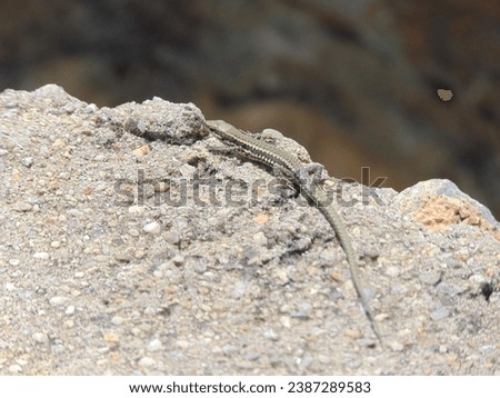 little lizard sitting on a rock