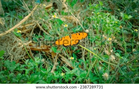 Acraea terpsicore, the tawny butterfly, is a small, rough-winged 53–64 millimeters (2.1–2.5 in) butterfly that is common in grassland and scrubland habitats.  seen perched on a Galinsoga quadriradiata