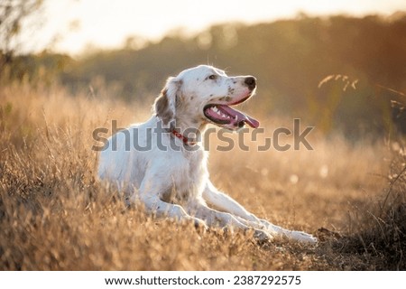 A charming white dog lies on the lawn in the park in the rays of the morning sun. A young dog of the English Setter breed. Hunting dogs. Soft focus. Royalty-Free Stock Photo #2387292575