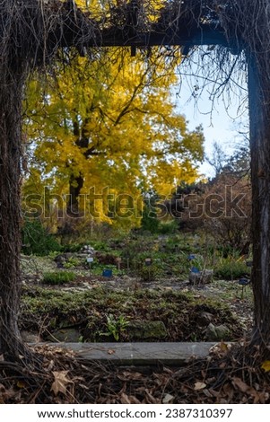 yellow trees and plants in botanical garden at autumn, ivy frame