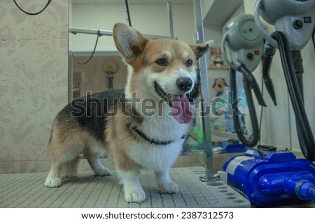 Welsh Corgi dog on grooming table after washing. High quality photo