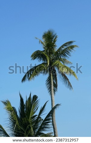 close up of coconut palm trees against blue sky