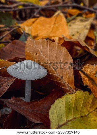 Mushroom growing in the autumn forest among the fallen leaves.