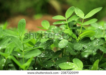 Lush peanut tree glistening with dewdrops, vibrant green against a soft morning light, captured in stunning high resolution for a breathtaking stock image.