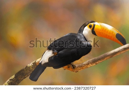 close up of toucan perching on branch on colorful background